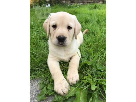 PoulaTo: Εκπληκτικά Golden Retriever κουτάβια
