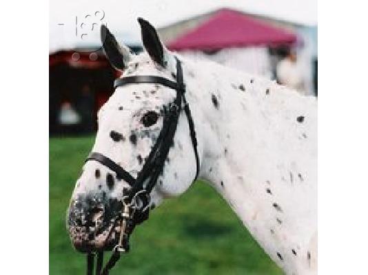 Appaloosa Horses for Adoption