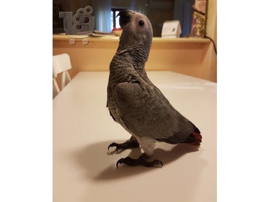 PoulaTo: Το African Gray Baby είναι έτοιμο να βρει ένα νέο σπίτι.