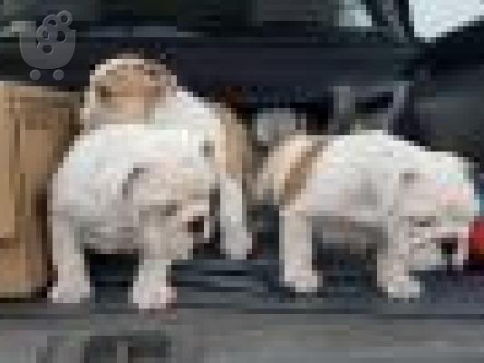 PoulaTo: κουτάβια englishbull για 300 €