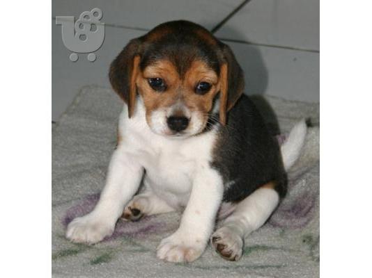 κουτάβια beagle