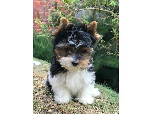 PoulaTo: Yorkshire Terrier σκυλιά και κουτάβια προς πώληση