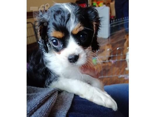 Χαριτωμένα και λατρευτά κουτάβια Cavalier King Charles Spaniel προς πώ...