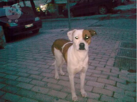 PoulaTo: BOXER ΧΑΡΙΖΕΤΑΙ