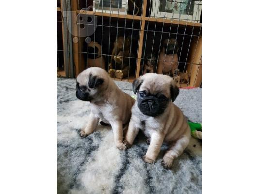 Όμορφα Pug κουτάβια προς πώληση