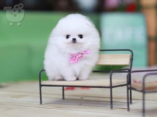 Ποιοτικά Pure Pomeranian κουτάβια