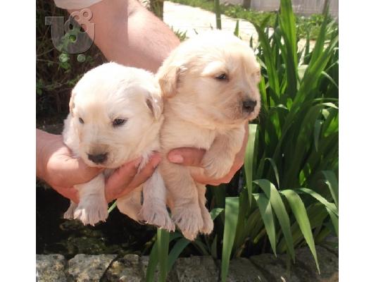 Κουτάβια Golden Retriever, καθαρόαιμο, κορυφαία ποιότητα....