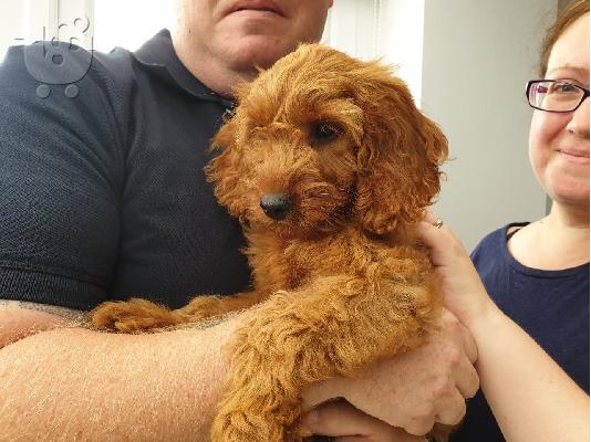 Cockapoo κουτάβια F1b
