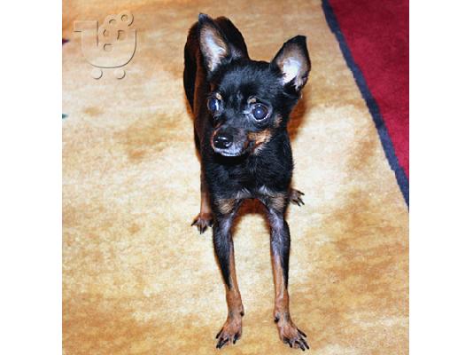 PoulaTo: Russian Toy Terrier  (Super mini)