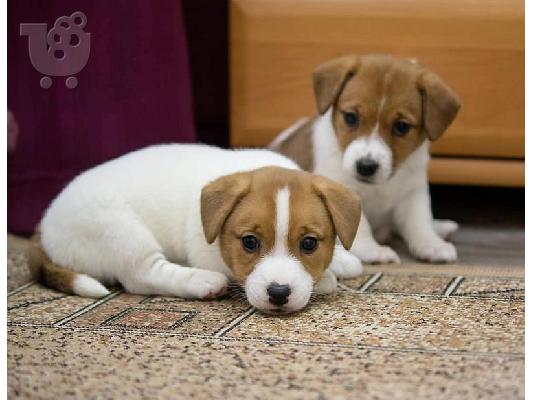 PoulaTo: Διαθέσιμα κουτάβια Jack Russell Terrier