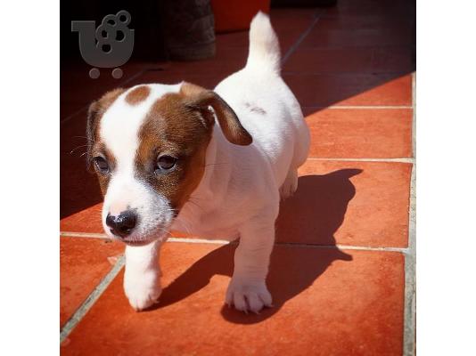 PoulaTo: Πωλούνται πολύ παιχνιδιάρικα κουτάβια Jack Russell Terrier