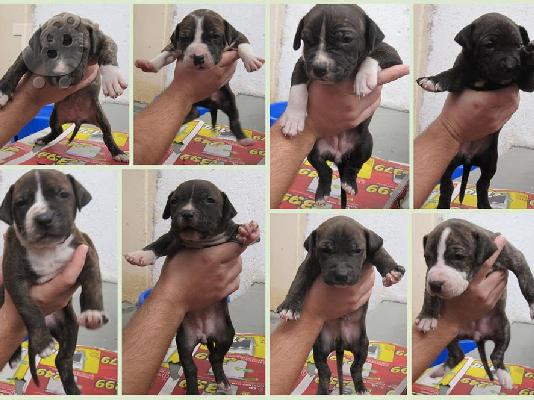 ΠΩΛΟΎΝΤΑΙ ΚΑΘΑΡOΑΙΜΑ ΚΟΥΤAΒΙΑ American Staffordshire Terrier