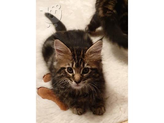 Lijepa maine Coon mačkica kontaktirajte me putem (whatsapp 32460219218) ili (viber 2376795...