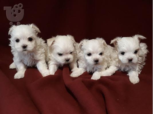 PoulaTo: Μαλτεζ μινι - Maltese puppies