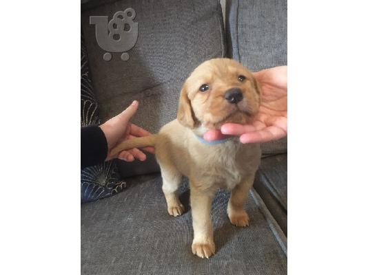 Το Labradoodles είναι έτοιμο να φύγει τώρα