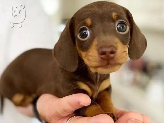 Όμορφα κουτάβια Dachshund