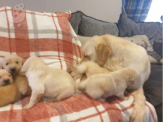 λαβράδορ retriever