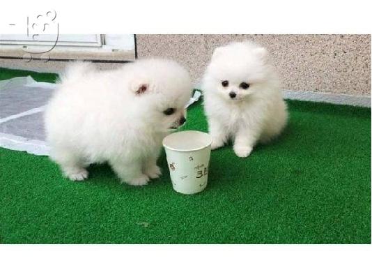 PoulaTo: Φοβερό αγόρι και κορίτσι Pomeranian