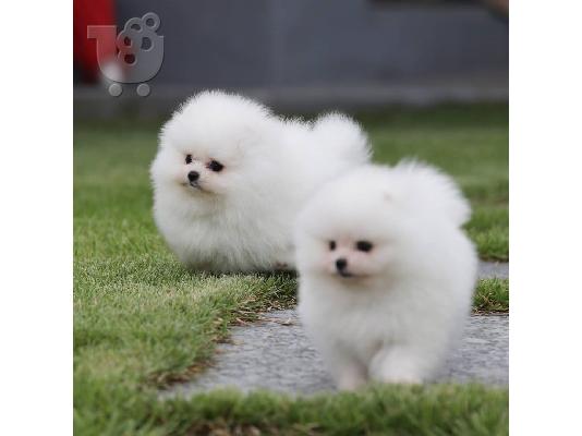PoulaTo: Δύο φοβερά κουτάβια Pomeranian