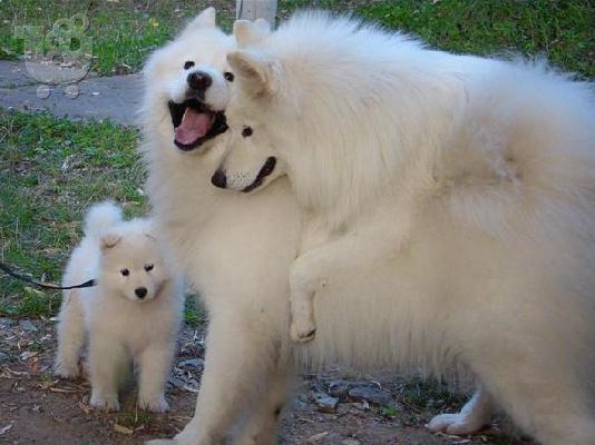 PoulaTo: SAMOYED-ΣΑΜΟΥΙΕΝΤ ΙΔΙΩΤΗΣ