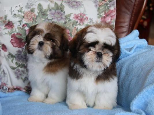 PoulaTo: Χαριτωμένο και όμορφο Shih Tzu Pups