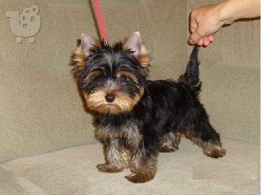 PoulaTo: yorkshire terrier  mini