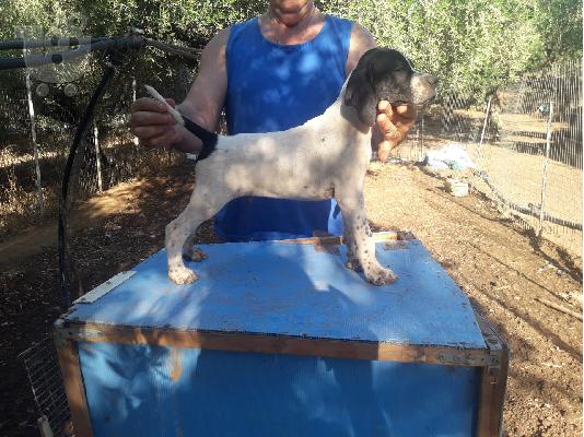 Πώληση κουταβιων πόιντερ