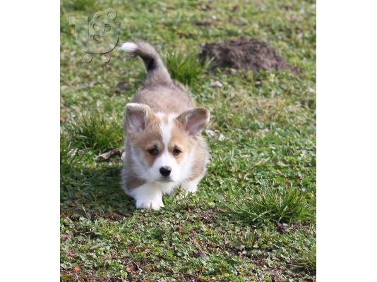 Pembroke Welsh Corgi κουτάβια