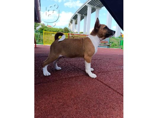 PoulaTo: Basenji κουτάβια προς πώληση