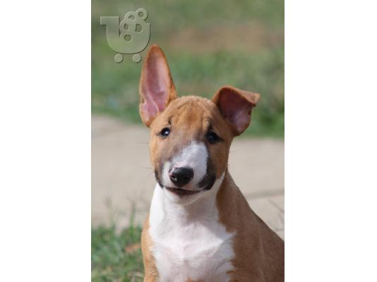 Κουτάβια Mini Bull Terrier