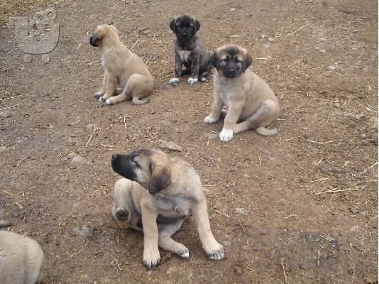 Kangal