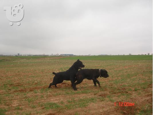 CANE CORSO