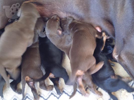DOBERMAN κουτάβια