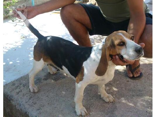PoulaTo: ΠΩΛΕΙΤΕ BEAGLE ΚΑΘΑΡΟΑΙΜΗ ΜΑΘΗΜΕΝΗ ΣΤΟ ΛΑΓΟ