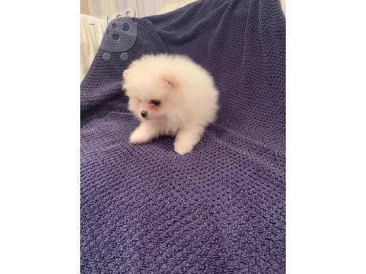  Pomeranian ψάχνει για ένα νέο σπίτι,