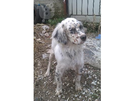 PoulaTo: English Setter tricolore