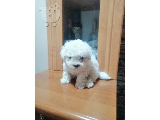 PoulaTo: Bichon Frise - Μπισόν Φριζέ