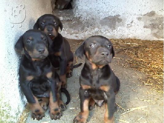 PoulaTo: Doberman καθαρόαιμα κουτάβια