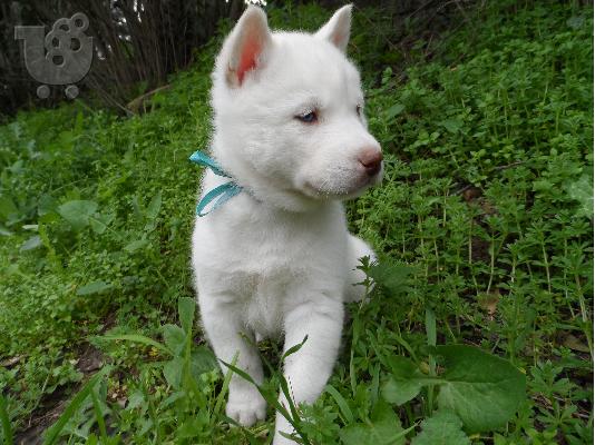 Xusky Seberian white