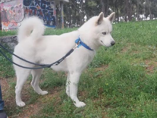 Καθαροαιμα Χασκι Σιβηριας