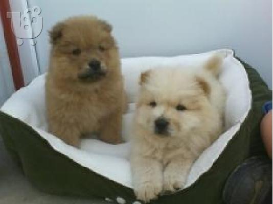 chow chow