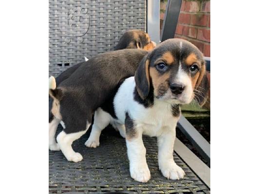 Κουτάβια Beagle Tricolor..