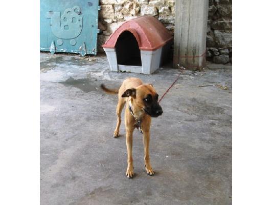 ΤΟ ΜΠΙ ΜΠΙ ΨΑΧΝΕΙ ΣΠΙΤΙâ€
