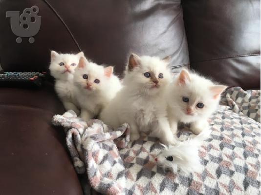 PoulaTo: birman x ragdoll