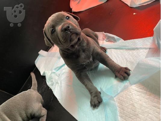 Όμορφο μπλε Staffordshire Bull Terrier