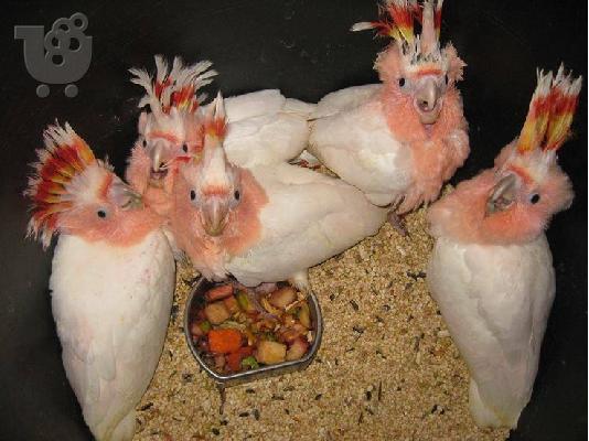 PoulaTo: μιλάμε για παπαγάλο cockatoo για 200 €