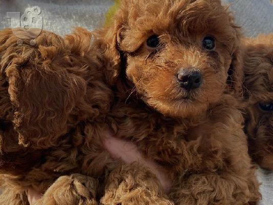 Αξιολάτρευτα κουτάβια poodle που ψάχνουν για πάντα σπίτια....