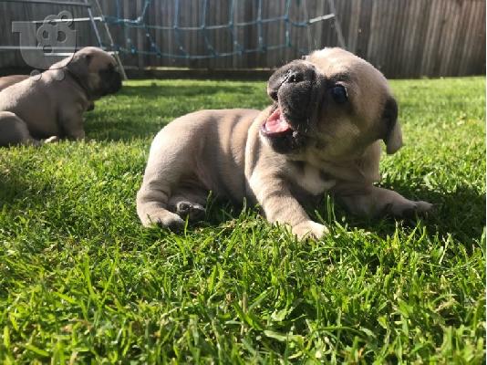 PoulaTo: Affectionate French bulldog puppies