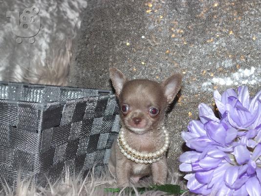 PoulaTo: AKC Chihuahua Puppies