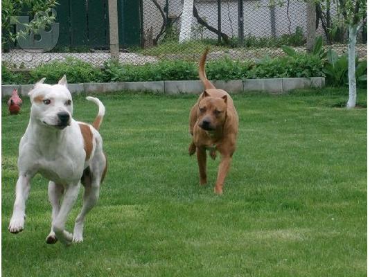 Pitbull Red Nose